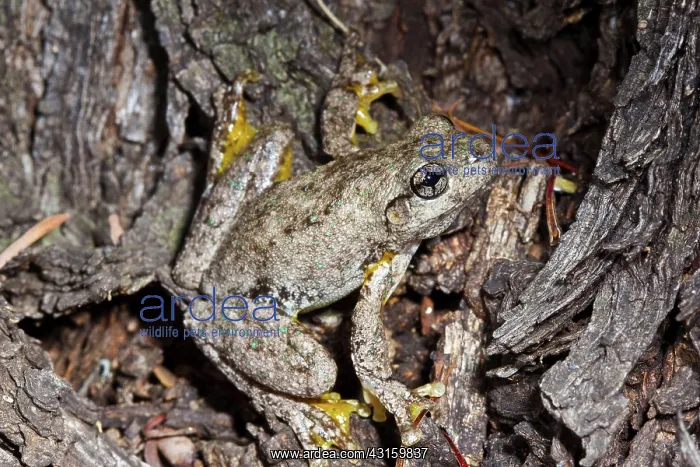 : Emerald-spotted Tree Frog : Emerald-spotted Tree Frog