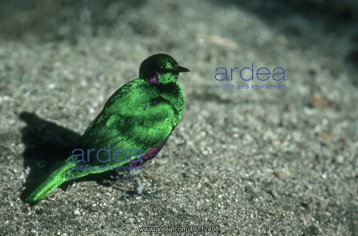 : Emerald Starling : Emerald Starling