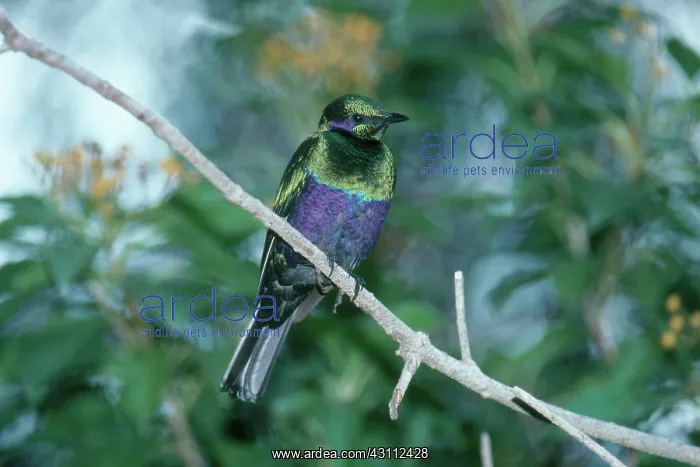 : Emerald Starling : Emerald Starling