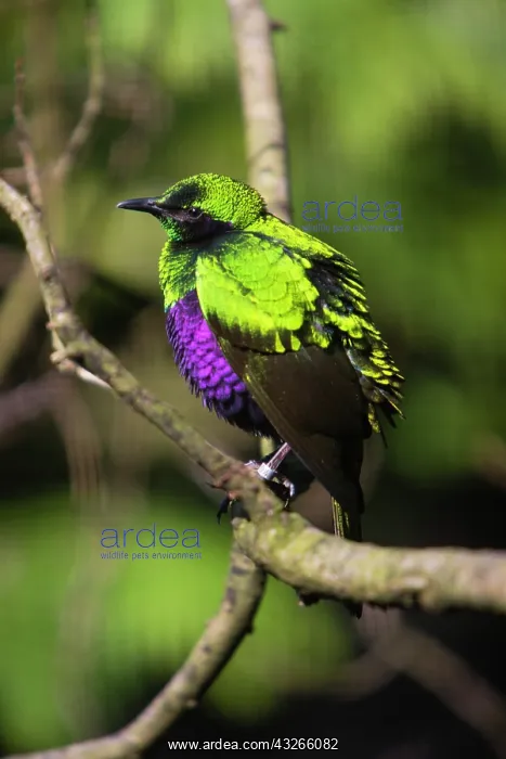 : Emerald Starling, perched on branch, captive, native : Emerald Starling, perched on branch, captive, native