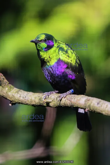 : Emerald Starling, perched on branch, captive, native : Emerald Starling, perched on branch, captive, native