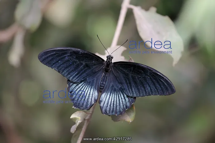 : Emerald Swallowtail Butterfly : Emerald Swallowtail Butterfly