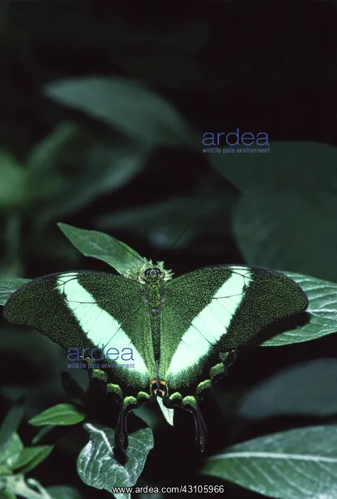 : Emerald Swallowtail Butterfly : Emerald Swallowtail Butterfly