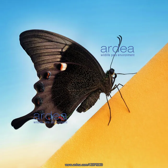 : Emerald swallowtail (Papilio palinurus), Neon Swallowtail : Emerald swallowtail (Papilio palinurus), Neon Swallowtail