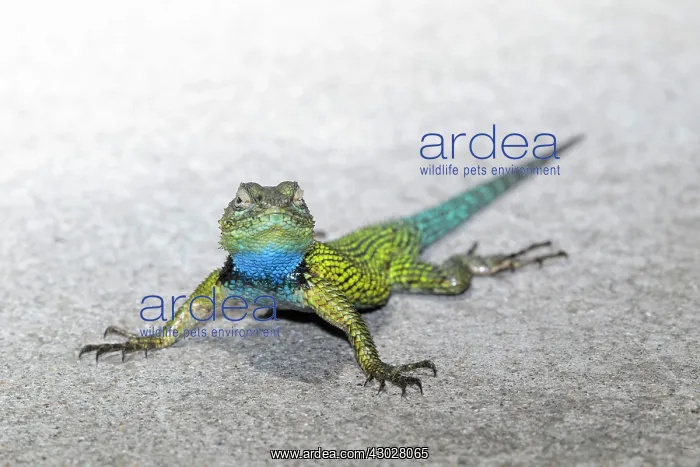 : Emerald Swift / Green Spiny Lizard : Emerald Swift / Green Spiny Lizard
