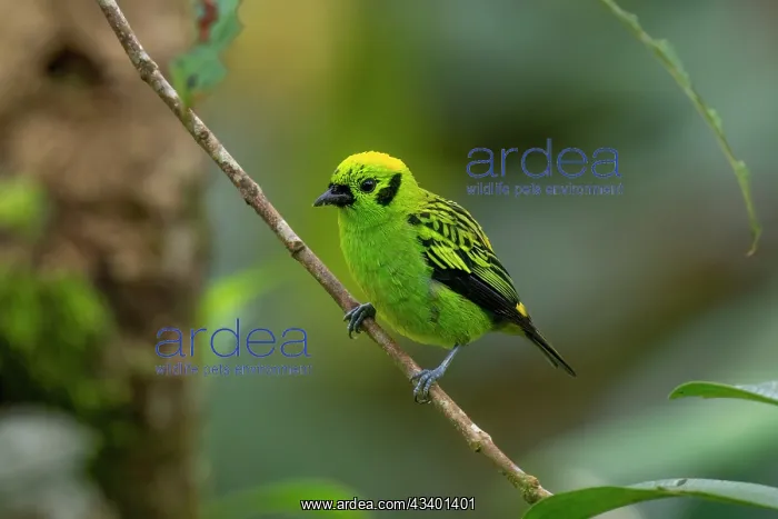 : Emerald Tanager in the Costa Rican cloud forest : Emerald Tanager in the Costa Rican cloud forest
