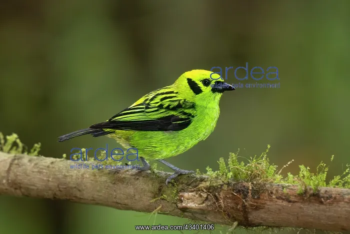 : Emerald Tanager in the Costa Rican cloud forest : Emerald Tanager in the Costa Rican cloud forest