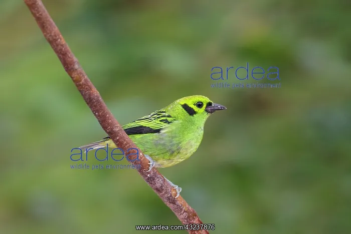 : Emerald tanager Tangara florida A bird in the family T : Emerald tanager Tangara florida A bird in the family T