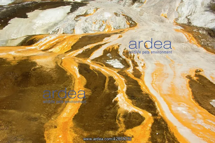 : Emerald Terrace - colourful silica terrace formed : Emerald Terrace - colourful silica terrace formed