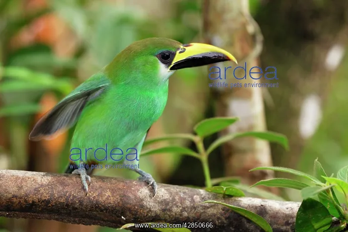 : Emerald Toucanet : Emerald Toucanet