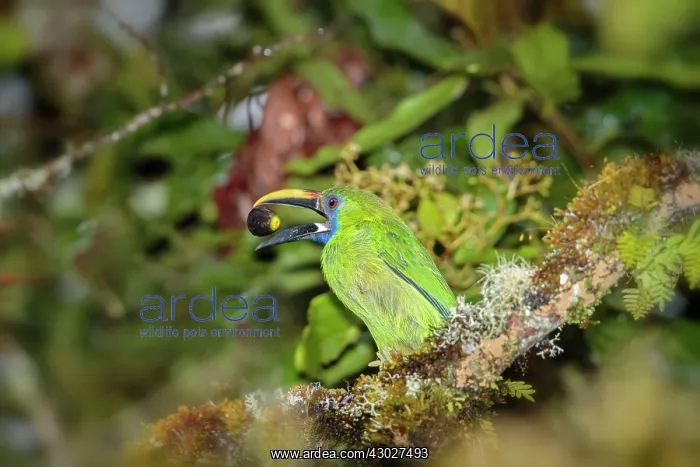 : Emerald Toucanet : Emerald Toucanet