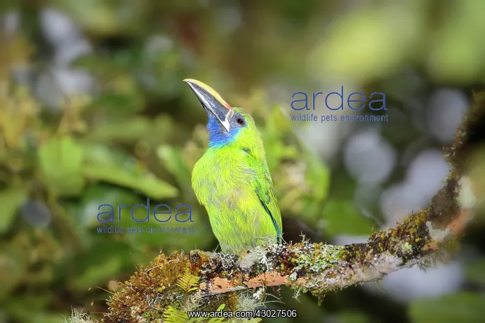 : Emerald Toucanet : Emerald Toucanet