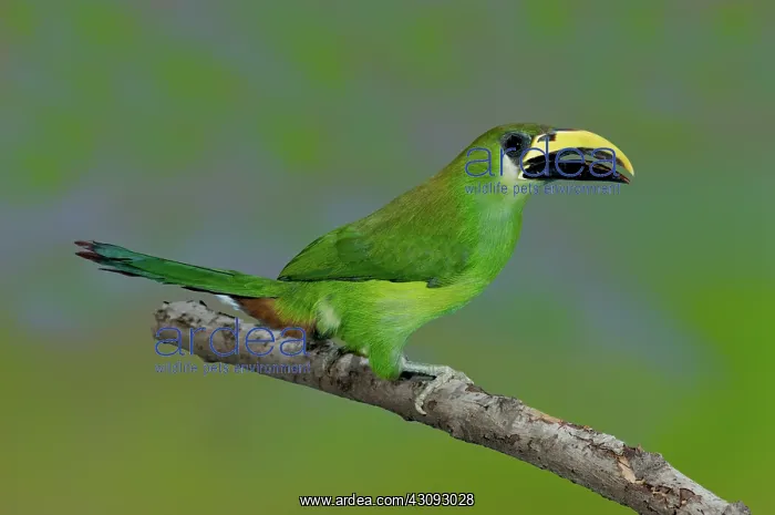  : Emerald Toucanet