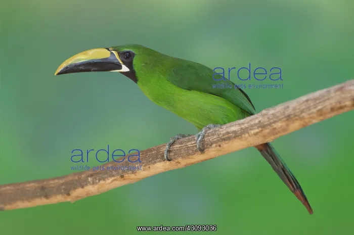 : Emerald Toucanet : Emerald Toucanet