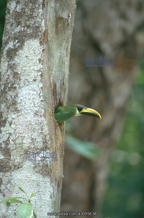 : Emerald Toucanet : Emerald Toucanet