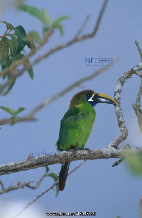 : Emerald Toucanet : Emerald Toucanet