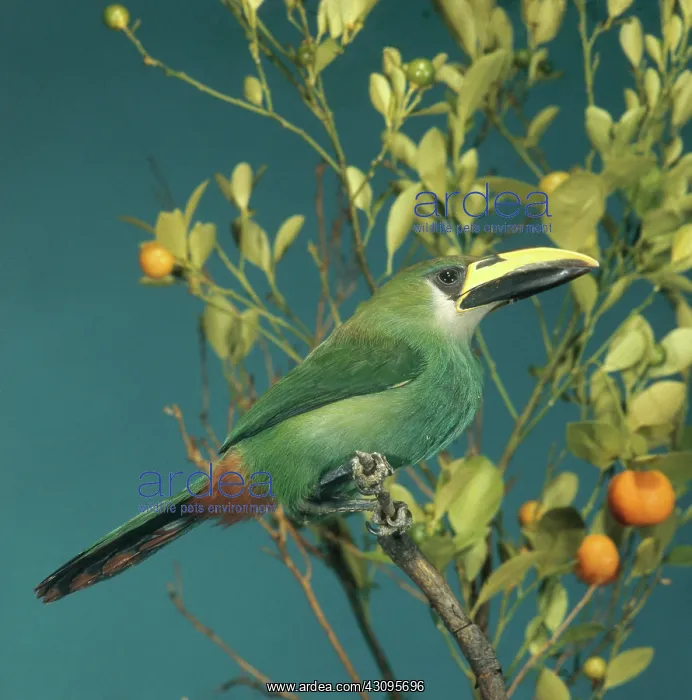 : Emerald Toucanet : Emerald Toucanet