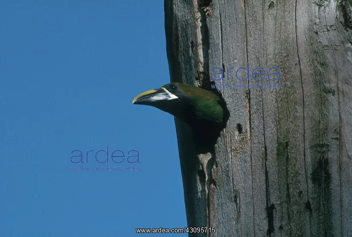 : Emerald Toucanet : Emerald Toucanet