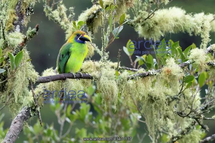 : Emerald Toucanet, Aulacorhynchus prasinus : Emerald Toucanet, Aulacorhynchus prasinus