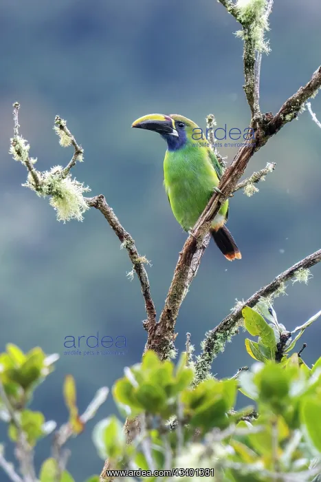 : Emerald Toucanet, Aulacorhynchus prasinus : Emerald Toucanet, Aulacorhynchus prasinus
