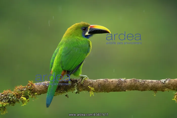 : Emerald Toucanet, Aulacorhynchus prasinus : Emerald Toucanet, Aulacorhynchus prasinus
