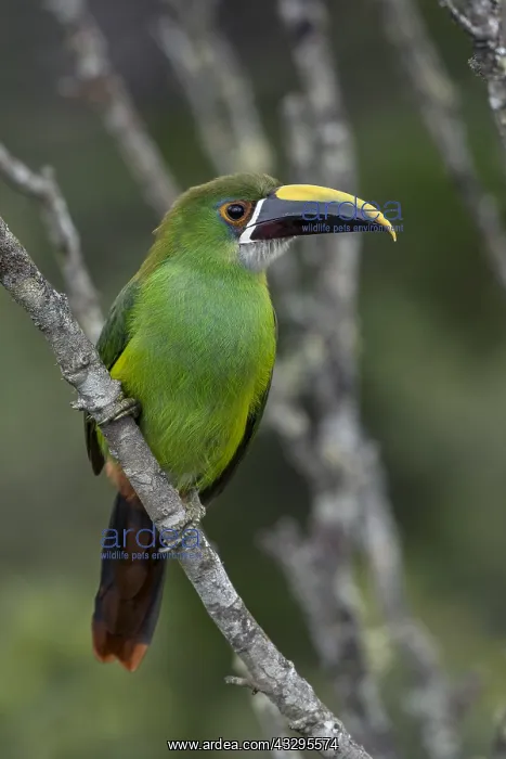 : Emerald Toucanet (Aulacorhynchus prasinus) Natural : Emerald Toucanet (Aulacorhynchus prasinus) Natural