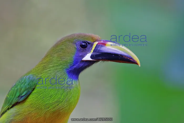 : Emerald Toucanet Aulacorhynchus prasinus Sarapiqui, Costa Ri : Emerald Toucanet Aulacorhynchus prasinus Sarapiqui, Costa Ri