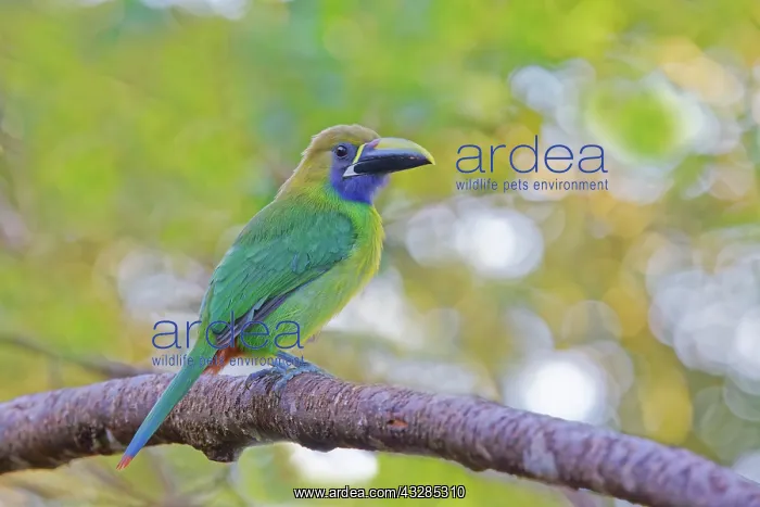 : Emerald Toucanet Aulacorhynchus prasinus Sarapiqui, Costa Ri : Emerald Toucanet Aulacorhynchus prasinus Sarapiqui, Costa Ri