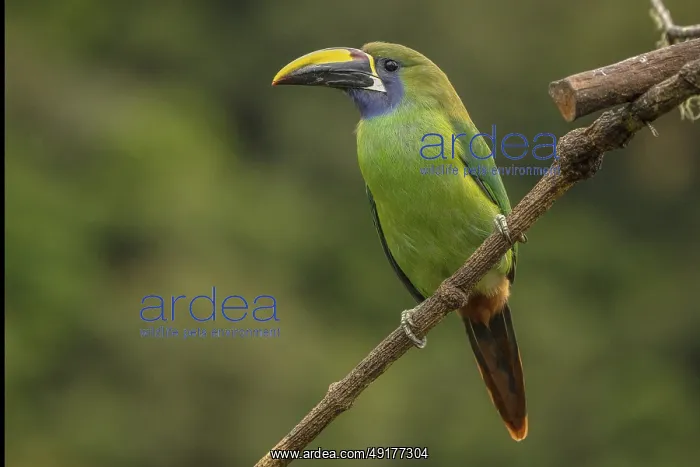 : Emerald toucanet, costarica : Emerald toucanet, costarica