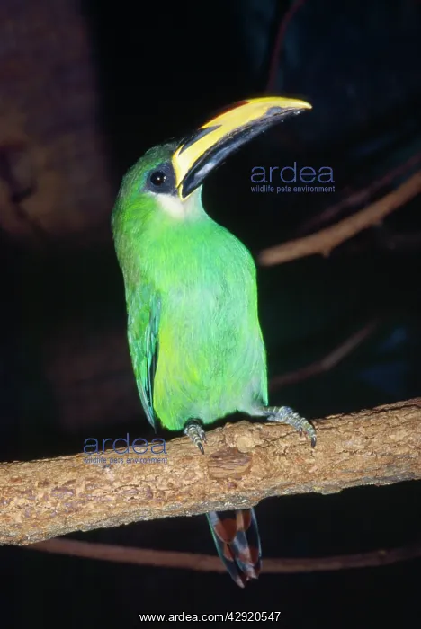: EMERALD TOUCANET - ON PERCH : EMERALD TOUCANET - ON PERCH