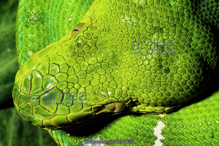 : Emerald Tree Boa : Emerald Tree Boa