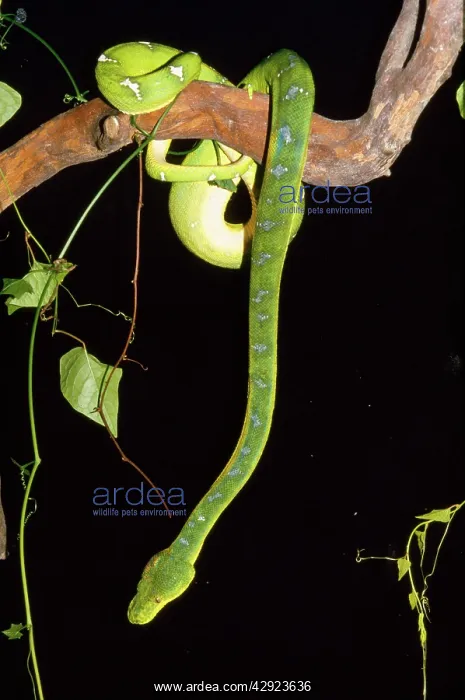 : Emerald Tree Boa : Emerald Tree Boa