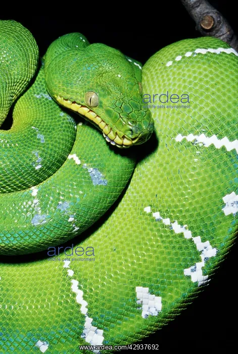 : Emerald Tree BOA : Emerald Tree BOA