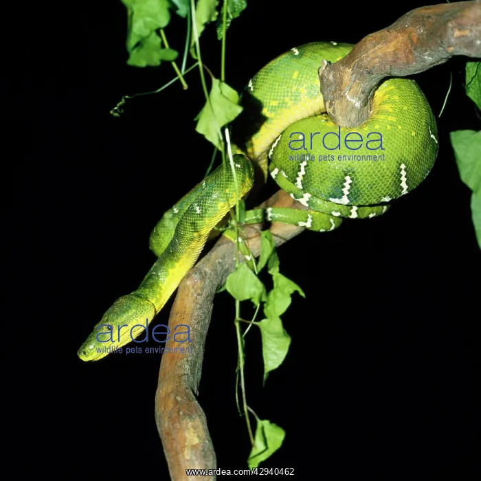 : Emerald Tree Boa : Emerald Tree Boa