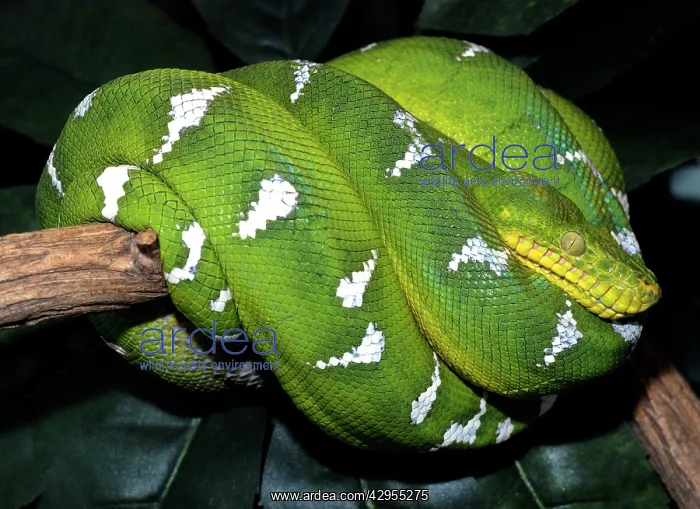 : Emerald Tree Boa : Emerald Tree Boa