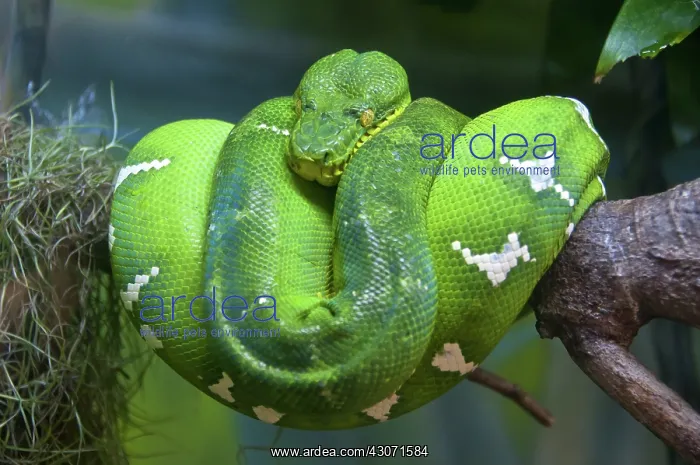 : Emerald Tree Boa : Emerald Tree Boa
