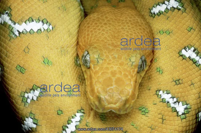 : Emerald Tree Boa : Emerald Tree Boa