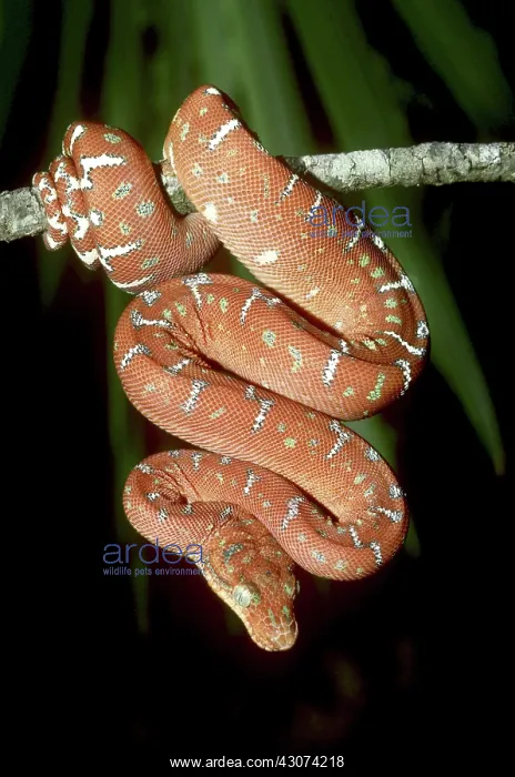 : Emerald Tree Boa : Emerald Tree Boa