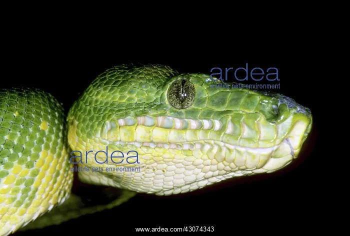 : Emerald Tree Boa : Emerald Tree Boa