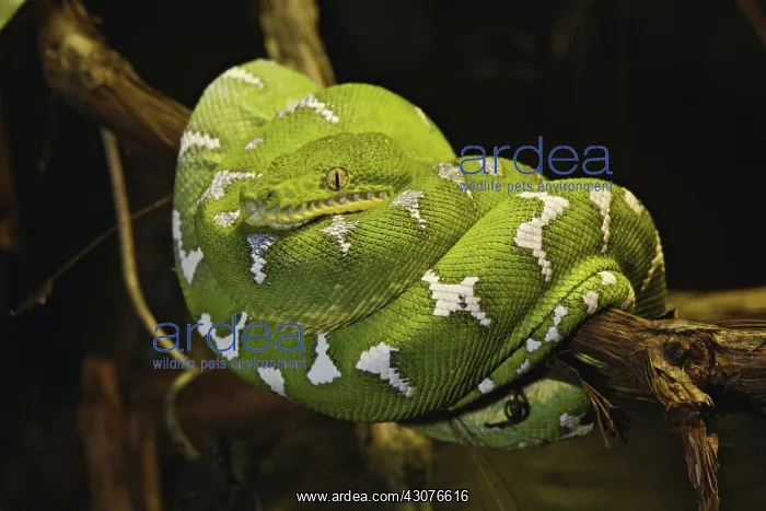 : Emerald Tree Boa : Emerald Tree Boa