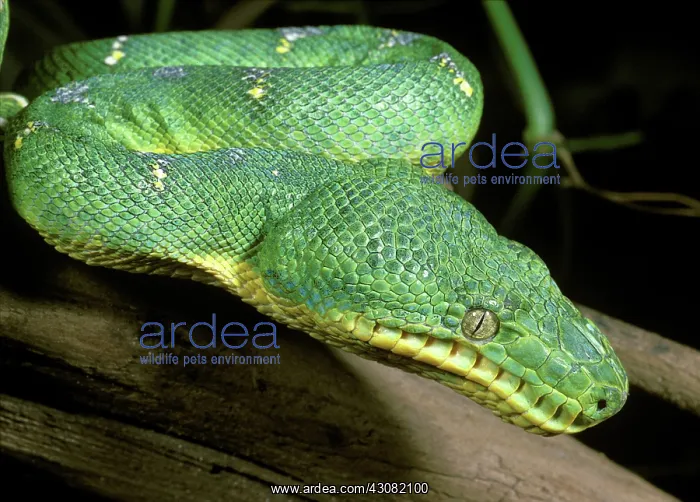 : Emerald Tree Boa : Emerald Tree Boa