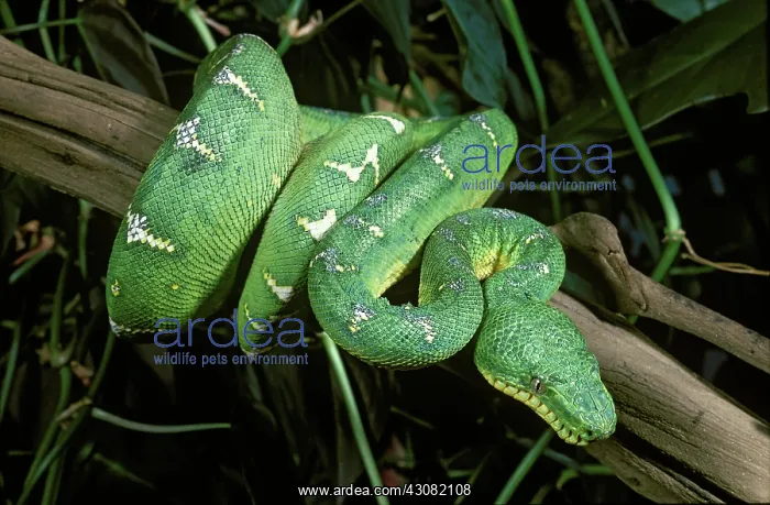 : Emerald Tree Boa : Emerald Tree Boa
