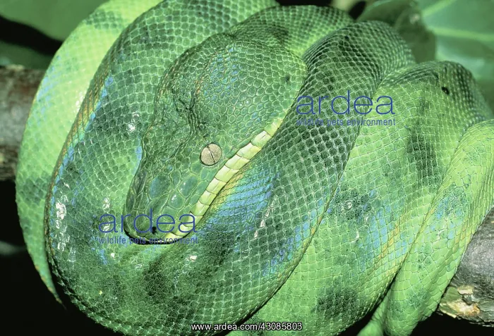 : Emerald tree boa : Emerald tree boa