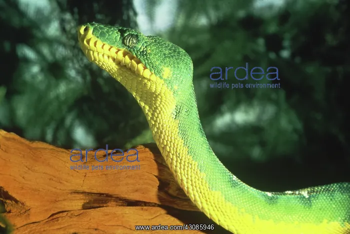  : Emerald tree boa