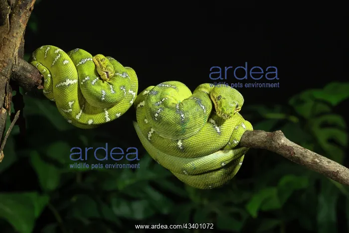  : Emerald tree boa coiled, captive, native to South America
