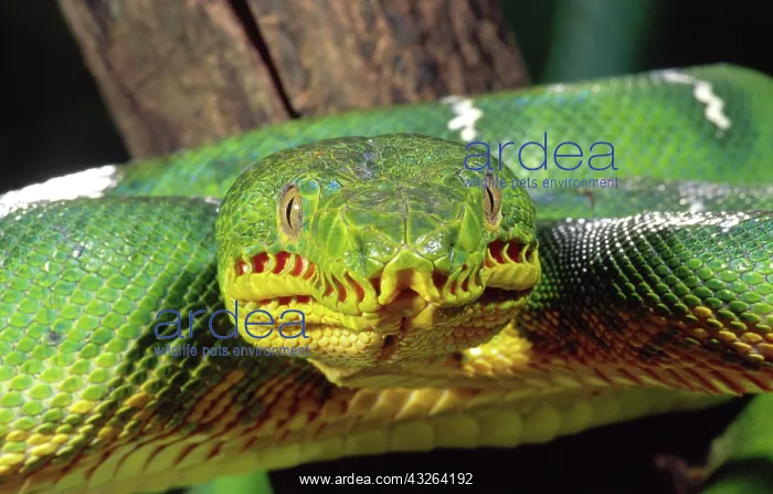 : Emerald Tree Boa, Corallus canina, Native : Emerald Tree Boa, Corallus canina, Native