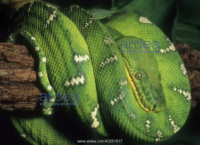 : Emerald Tree Boa, (Corallus canina), S : Emerald Tree Boa, (Corallus canina), S