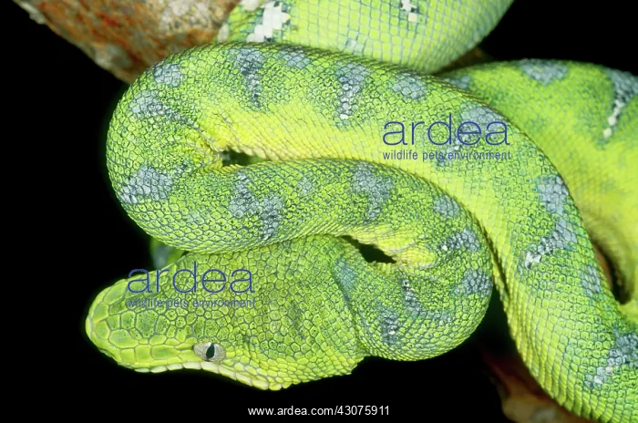 : Emerald Tree Boa (Corallus caninus) : Emerald Tree Boa (Corallus caninus)