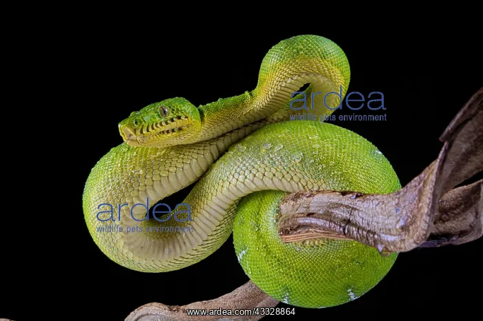 : Emerald tree boa (Corallus caninus) on black background : Emerald tree boa (Corallus caninus) on black background