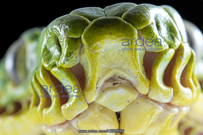: Emerald tree boa (Corallus caninus) just before : Emerald tree boa (Corallus caninus) just before